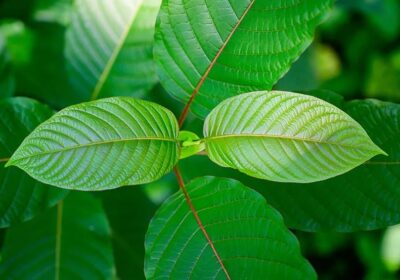 Malay Kratom: An Ancient Herb with Modern Applications