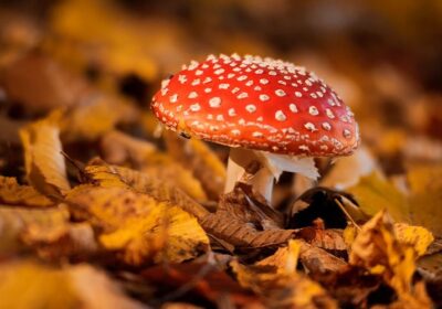 Amanita Muscaria Gummies: A Gateway to the Unseen