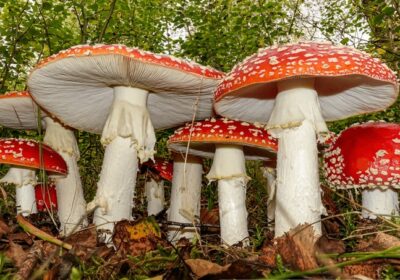 Amanita Mushroom Gummies: Your Complete Buying Guide