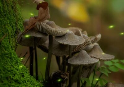 Unveiling the Power of True Mushroom Extracts