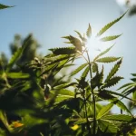 Discover Premium Cannabis Solutions at Hemp Connect